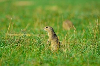 Uyarı sincap. Zemin sincap uyarı ve çevresinde izlerken. Güzel memeli 