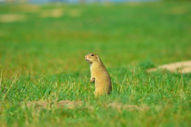 Uyarı sincap. Zemin sincap uyarı ve çevresinde izlerken. Güzel memeli 
