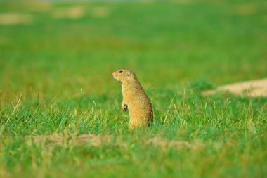 Şirin Avrupa zemin sincap. Çok güzel gnawer ot (Spermophilus citellus besleme) 