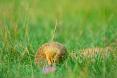 Şirin Avrupa zemin sincap. Çok güzel gnawer ot (Spermophilus citellus besleme) 