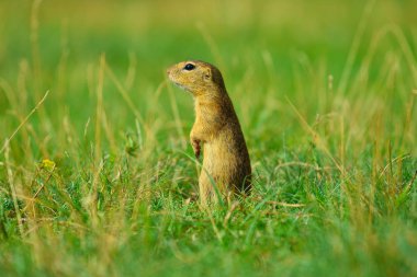 Uyarı sincap. Zemin sincap uyarı ve çevresinde izlerken. Güzel memeli 