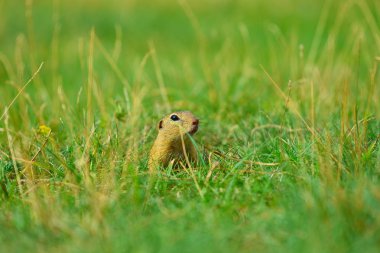 Şirin Avrupa zemin sincap. Çok güzel gnawer ot (Spermophilus citellus besleme) 