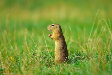 Zemin sincap bazı Mısır ön ayakları ve besleme tutun. Küçük hayvan otların arasında tek başına oturmak.