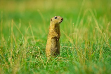 Uyarı sincap. Zemin sincap uyarı ve çevresinde izlerken. Güzel memeli 