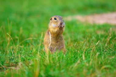 Zemin sincap bazı Mısır ön ayakları ve besleme tutun. Küçük hayvan otların arasında tek başına oturmak.