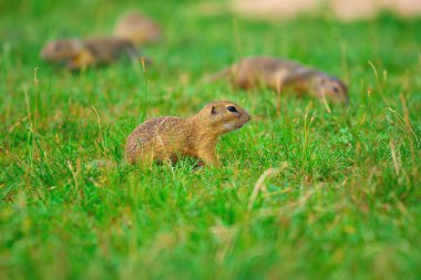 Zemin sincap bazı Mısır arıyorsunuz ve besleme birkaç. Otların arasında oturan küçük hayvan.