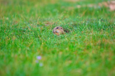 Şirin Avrupa zemin sincap. Çok güzel gnawer ot (Spermophilus citellus besleme) 