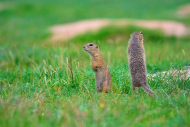 Uyarı sincap. Zemin sincap uyarı ve çevresinde izlerken. Güzel memeli 