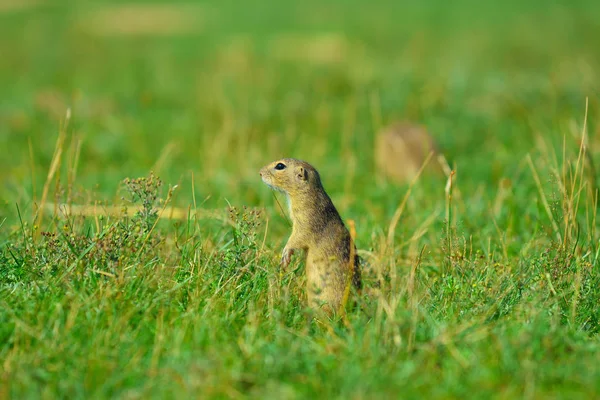预警的松鼠。警报和观看周围的地松鼠。可爱的哺乳动物 — 图库照片