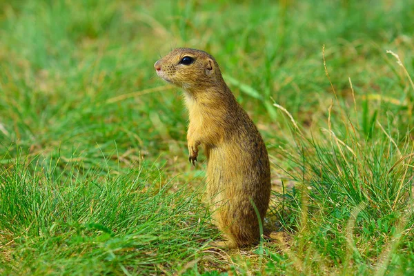 Uyarı sincap. Zemin sincap uyarı ve çevresinde izlerken. Güzel memeli 