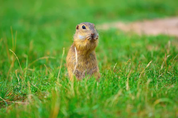 Zemin sincap bazı Mısır ön ayakları ve besleme tutun. Küçük hayvan otların arasında tek başına oturmak.