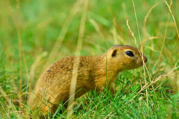 Şirin Avrupa zemin sincap. Çok güzel gnawer ot (Spermophilus citellus besleme) 