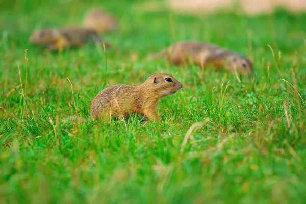 Zemin sincap bazı Mısır arıyorsunuz ve besleme birkaç. Otların arasında oturan küçük hayvan.