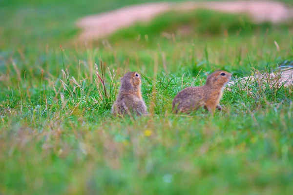 Couple of ground squirrel looking some corns and feeding. Small animal sitting in  grass.