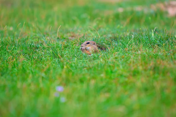 Esquilo de terra bonito europeu. Adorável gnawer alimentação na grama (Spermophilus citellus ) — Fotografia de Stock