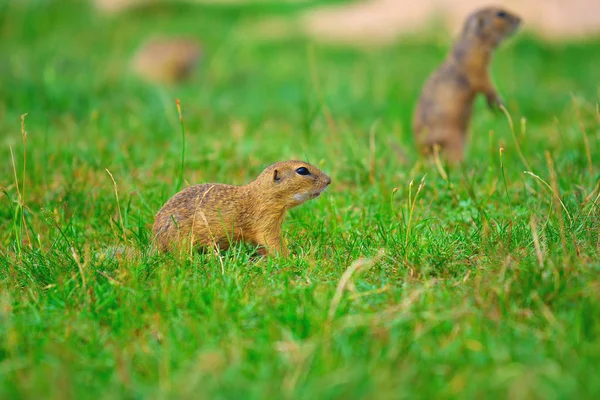 几个地面松鼠看一些玉米和喂养。坐在草丛中的小动物. — 图库照片