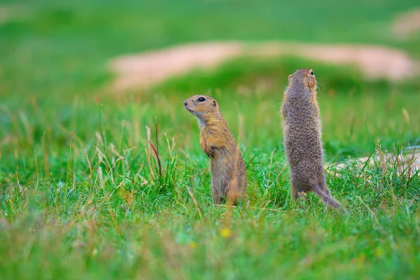 Uyarı sincap. Zemin sincap uyarı ve çevresinde izlerken. Güzel memeli 