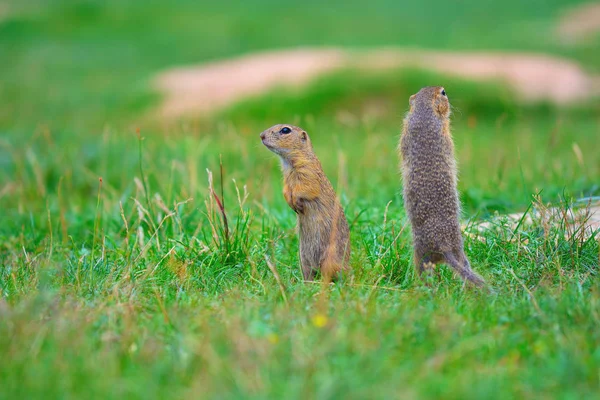 Esquilo alertado. Esquilos terrestres alertam e vigiam. Mamífero bonito — Fotografia de Stock