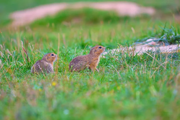 Pareja de ardillas terrestres. Las ardillas terrestres se alimentan en el prado. Pequeño animal en grassi — Foto de Stock