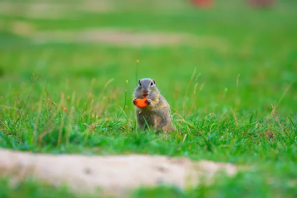 Zemin sincap bazı Mısır ön ayakları ve besleme tutun. Küçük hayvan otların arasında tek başına oturmak.