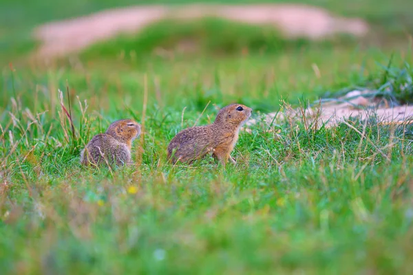 地松鼠夫妇。松鼠在草地上吃草。小动物在格拉 — 图库照片