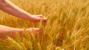 Arpa alan erkek elinde. Tahıl elinde. Adam arpa buğday tutan eller. Çiftçi spikelet ve yumuşak taneler kalite kontrol. 