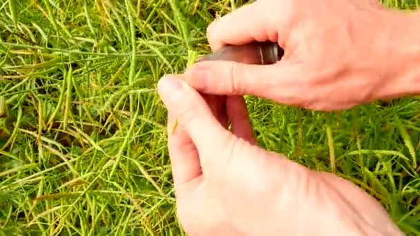 Point de vue. Les mains de fermier coupées avec des gousses d'oléagineux de couteau de poche juste en face de la caméra et vérifient la maturité de la paume. Haricots verts et bruns frais. Champ agricole cultivé de colza oléagineux . — Video
