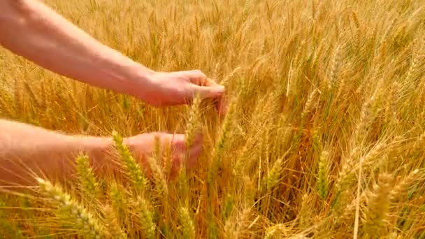 Tangan pria di ladang gandum. Biji-bijian di tangan. Tangan pria memegang gandum gandum. Petani memeriksa kualitas spikelet dan biji-bijian lembut . — Stok Video