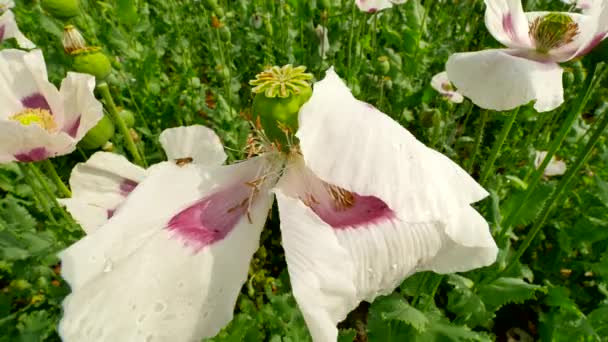 Pole białego maku. Kwiat maku i zielony MAK głowy ruchome w delikatny wiatr, rośliny zielone i błękitne niebo w tle — Wideo stockowe