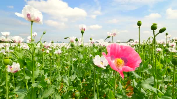 White poppy field. Blossom of poppies and green poppy heads moving in gentle wind, green plants and blue sky in background — Stock Video