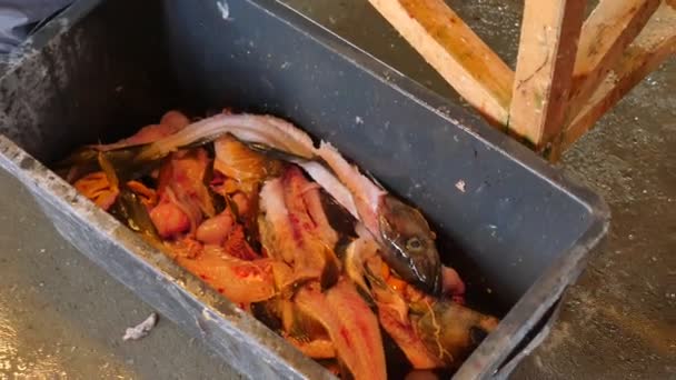 Un hombre arroja un esqueleto de pescado ensangrentado en una caja de desechos plásticos. El esqueleto del bacalao después de retirar el filete de las caderas de los peces. Patas masculinas en botas de goma pesadas pasos alrededor de la caja . — Vídeos de Stock