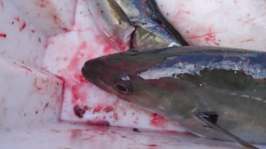 Taze Coalfish içinde siyah plastik krater ile diğer yakalar yakaladı. Balık ve ağzını açma son soluk soluğa.