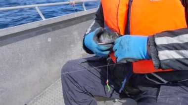 Bir Coalfish çekerek. Derin deniz balıkçılık ve su çekerek üzerinde balık yakaladım. Son dövüş hayvan. Deniz spor yakın misina yüzeyin altında teknede Balık tutma 