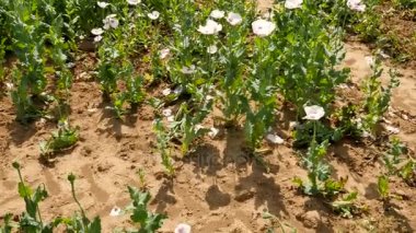 Susuz bazı yerlerde ile beyaz haşhaş alanın üzerinde görüntüleyin. Çiçek haşhaş ve nazik Rüzgar, yeşil bitkiler ve arka plan mavi gökyüzünde hareket yeşil haşhaş başkanları.