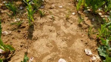 Susuz bazı yerlerde ile beyaz haşhaş alanın üzerinde görüntüleyin. Çiçek haşhaş ve nazik Rüzgar, yeşil bitkiler ve arka plan mavi gökyüzünde hareket yeşil haşhaş başkanları.