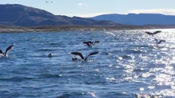 Group of hungry seagulls diving and fighting for dead fish — Stock Video