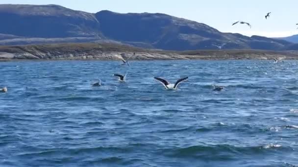 Grupp av hungriga måsar dykning och kämpar för döda fiskar — Stockvideo