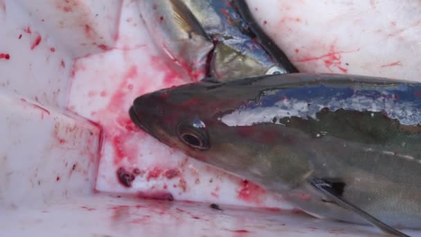 Nyfångad storsej i svart plast spjällåda med andra fångster. Fisken håller öppna munnen och flämtade. — Stockvideo