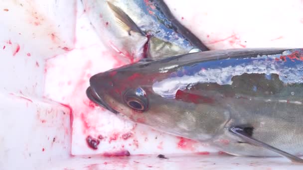 Coalfish fraîchement pêché dans une caisse en plastique noir avec d'autres captures. Le poisson lui ouvrit la bouche et haleta . — Video