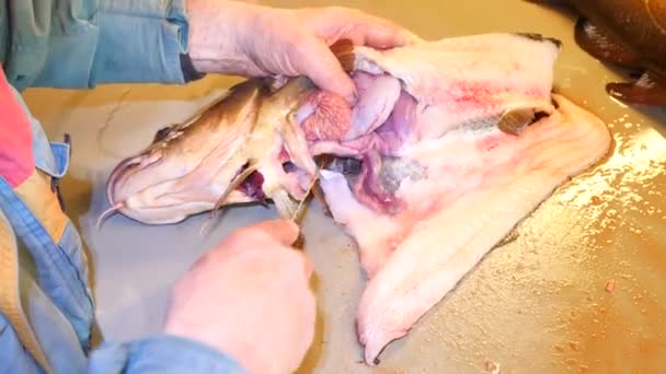 Preparação de peixe fresco. Mãos cortadas bacalhau fresco peixes, remover e verificar fígados. Vísceras de controle de mãos e separação de filetes de ossos . — Vídeo de Stock