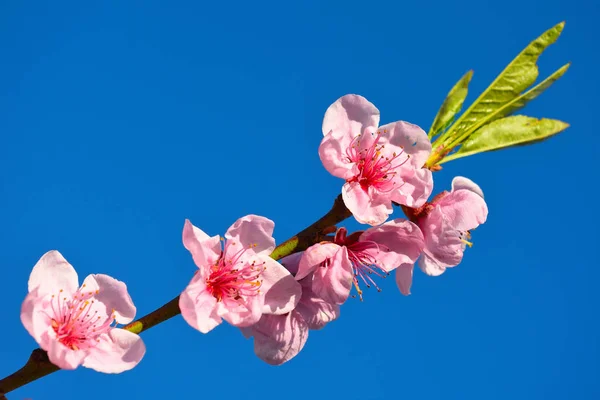 Pink cherry blossom against blue  sky, lovely — Stock Photo, Image