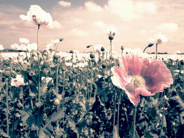 風の中の白いケシの花。背景の緑のポピーの頭に提出. — ストック写真