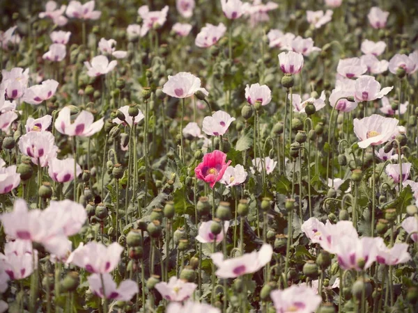 Flor de papoula branca ao vento. Filed with green poppy heads in background . — Fotografia de Stock