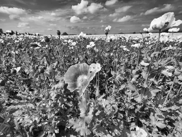 Des coquelicots par temps ensoleillé. hybrides de fleurs de pavot rose blanc dans un grand champ . — Photo