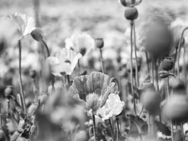 Des coquelicots par temps ensoleillé. hybrides de fleurs de pavot rose blanc dans un grand champ . — Photo