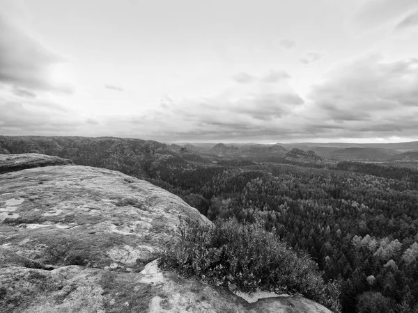 Paysage vallonné nuageux. Vue sur la bruyère sèche en fleurs dans un golfe rocheux plein de forêt profonde . — Photo