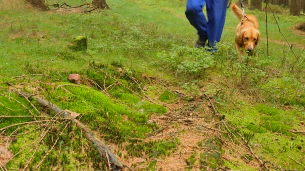 Mannen med golden hund på koppel gör svamp jakt. Mannen i blå byxor och korg promenad genom skogen och hitta karljohansvamp svamp i blåbär. Handen avskuren svamp av fickkniv. — Stockvideo