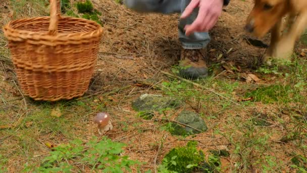 El hombre con perro de oro hace la caza de setas. Hombre en pantalones vaqueros azules, cortavientos verdes y canasta de mimbre caminar por el bosque y encontrar boletus seta en agujas. Mano cortada champiñón por navaja . — Vídeos de Stock