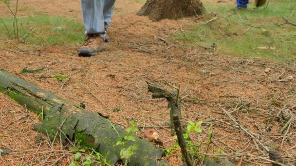 Homem à procura de cogumelos na floresta de Outono. Man in blue jens and wicker basket walk through forest and find brown cap mushroom (em inglês). Mão cortado cogumelo por faca de bolso e colocando-o cuidadosamente em cesta . — Vídeo de Stock