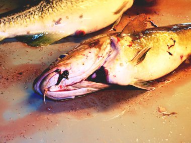 Taze morina balığı biraz plastik bir kutu içine öldürdü kanlı su. Balık boşaltma